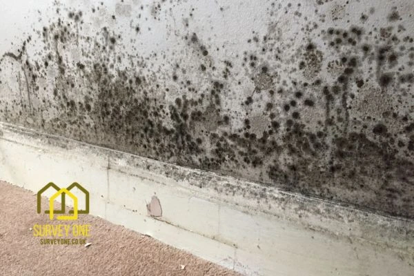 What’s the First Step to Take When You Notice Damp on a Party Wall York?